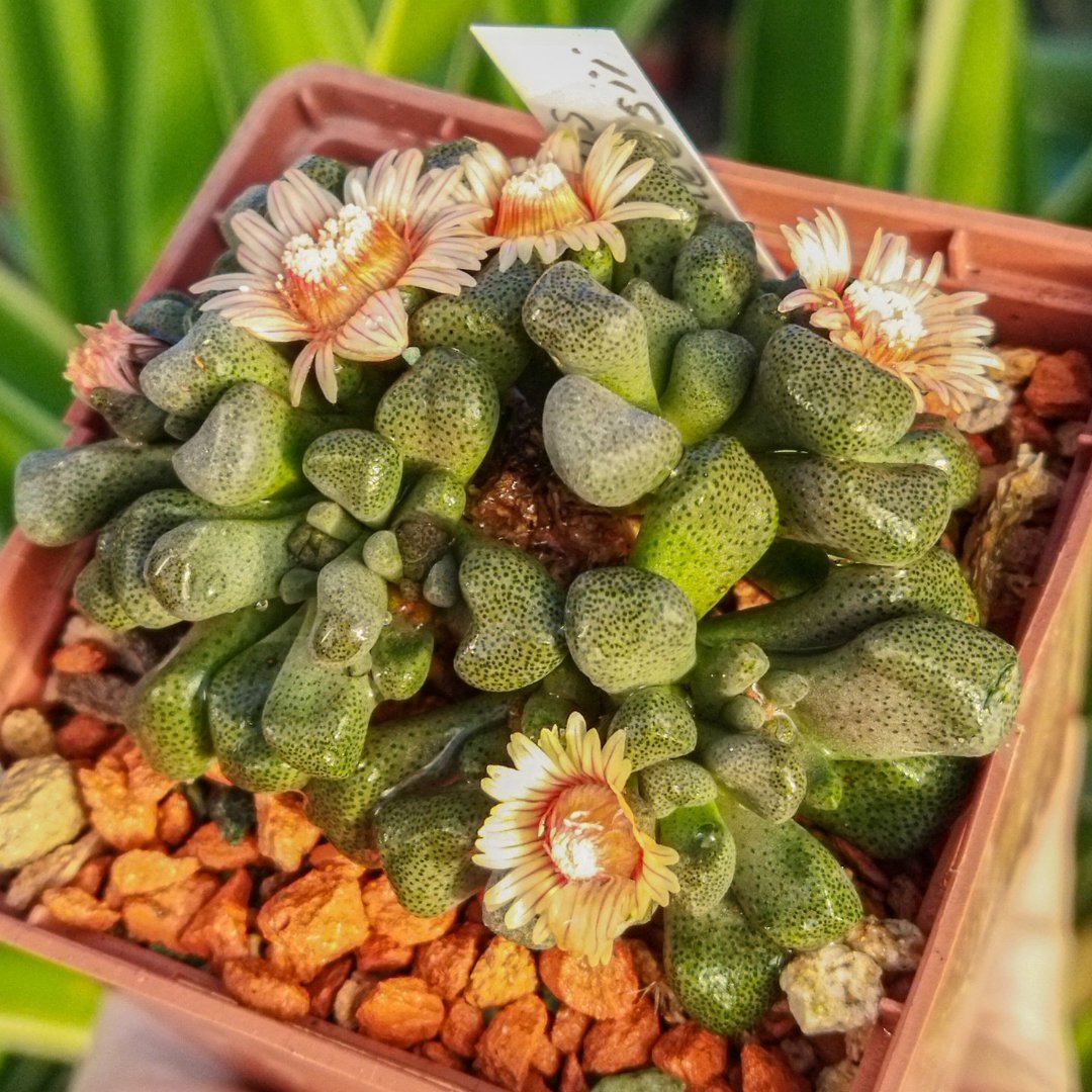 Aloinopsis schooneesii