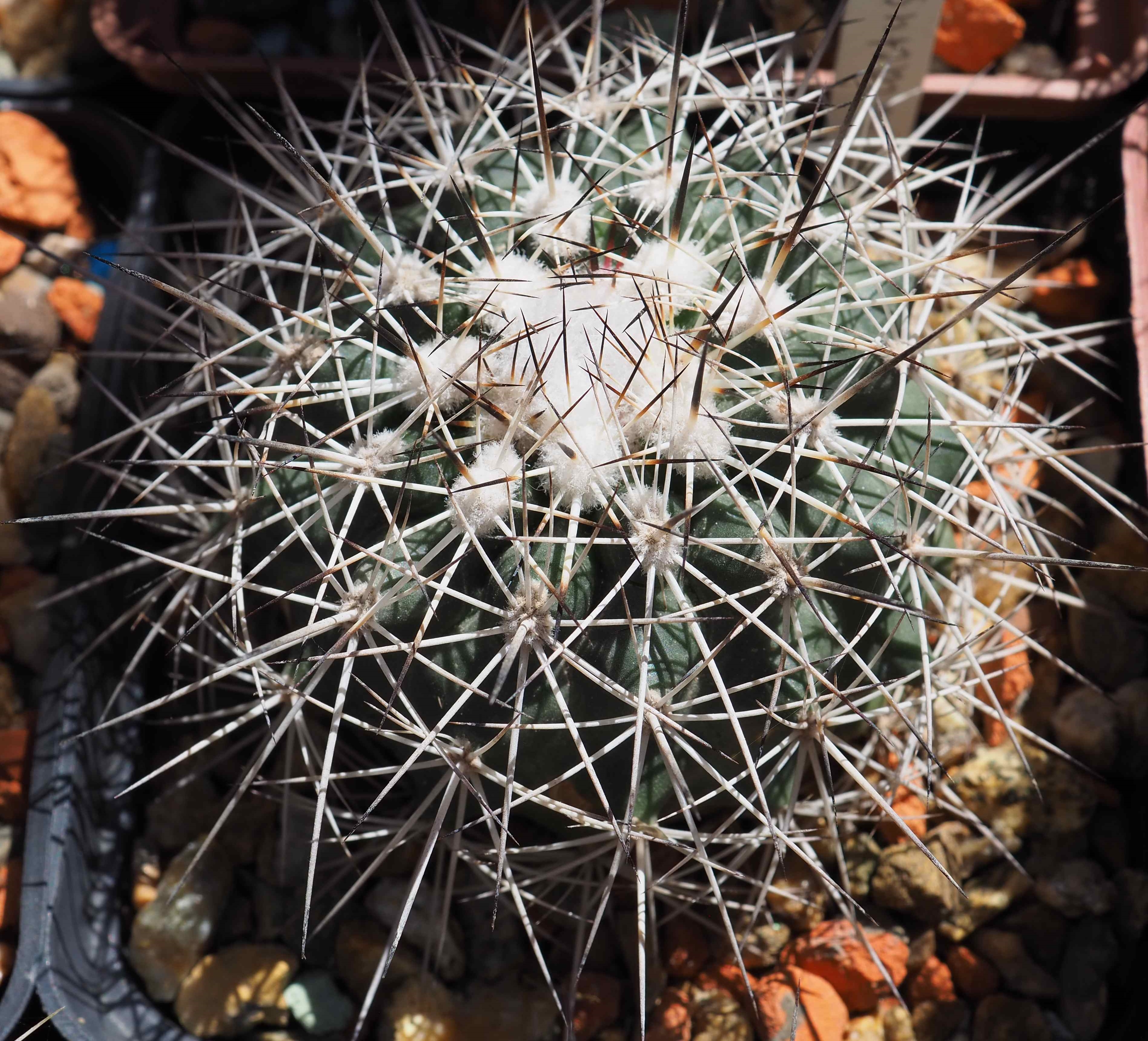 Gymnocalycium gaponii