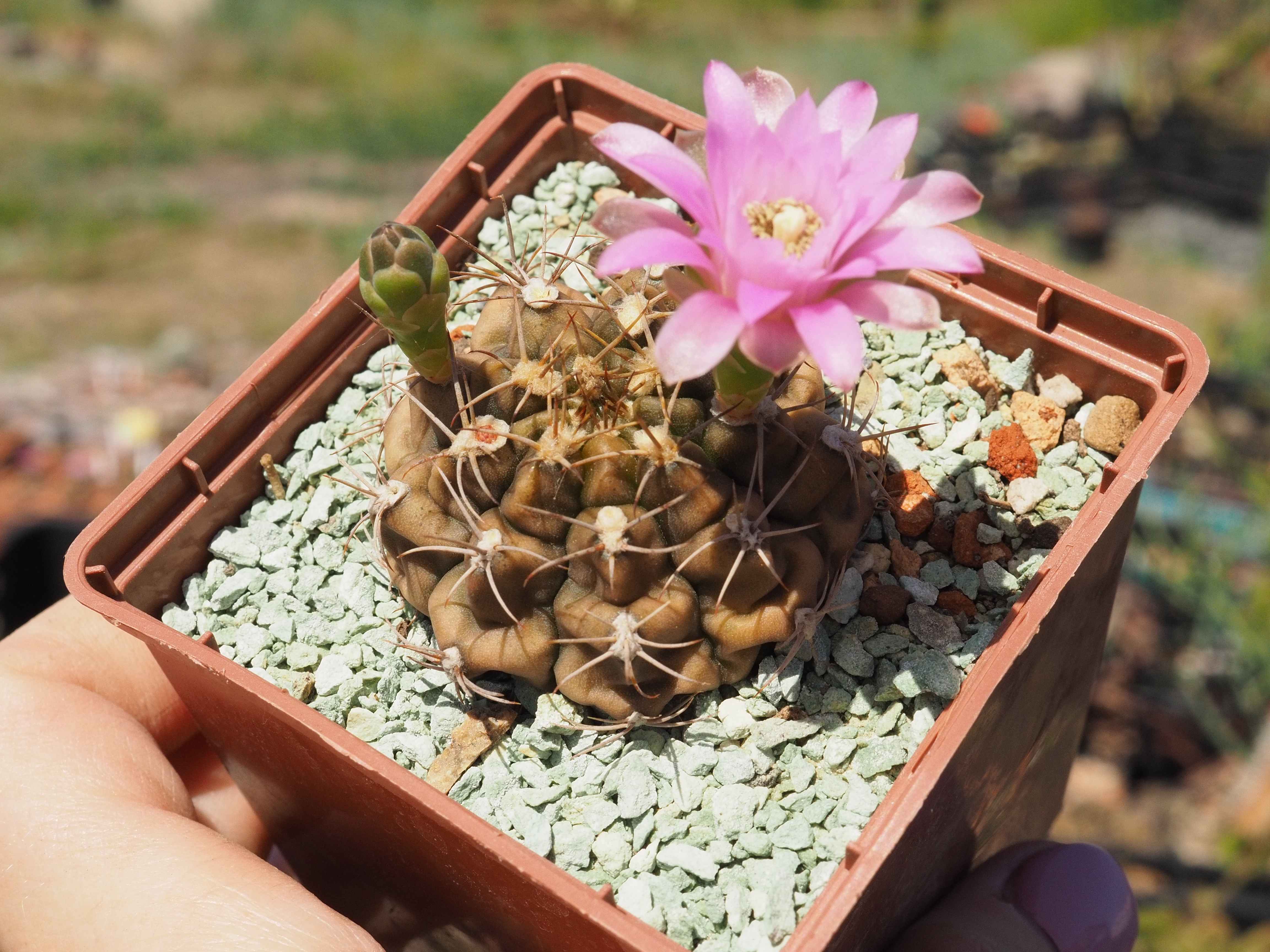 Gymnocalycium gaponii