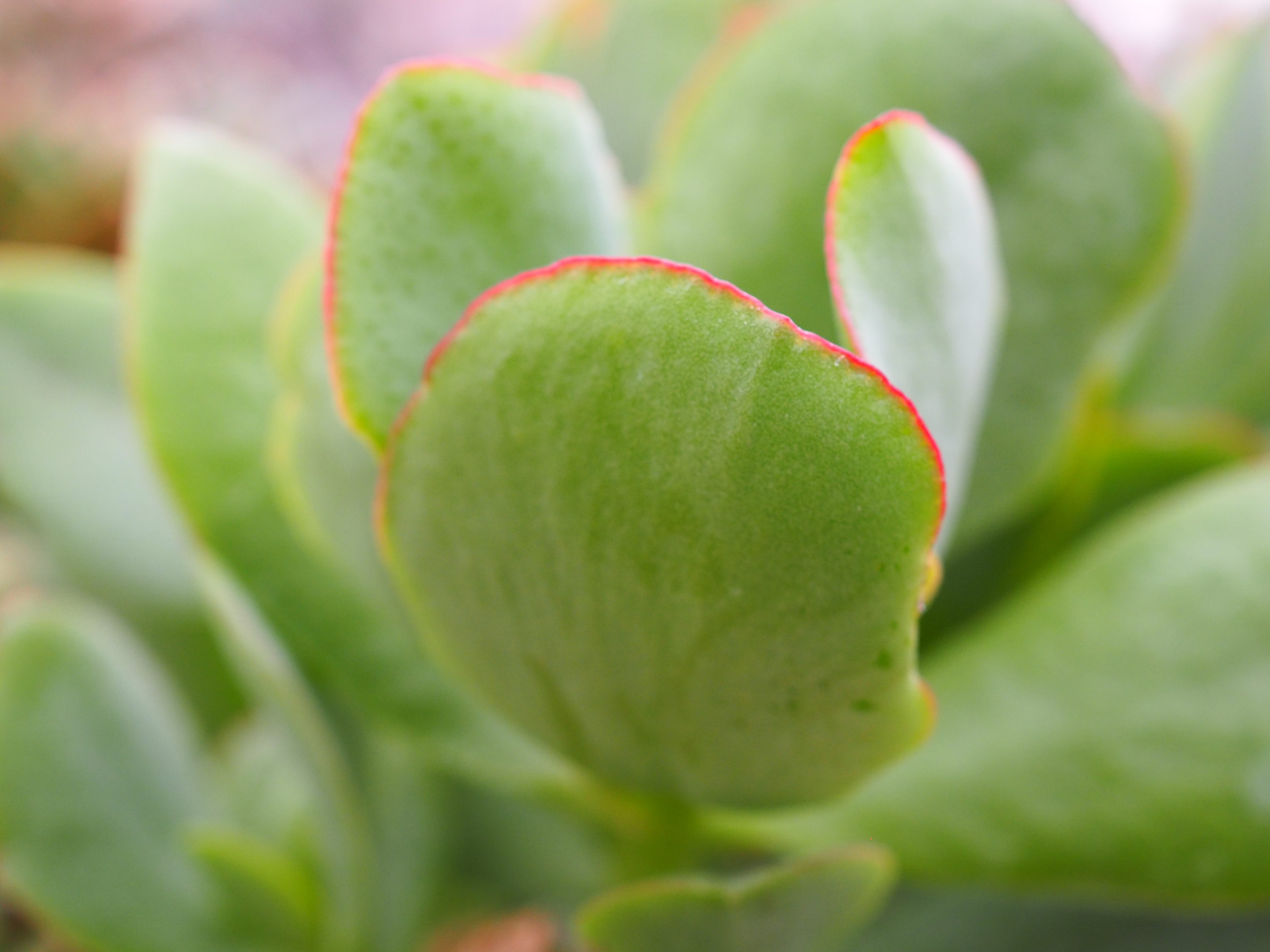 Крассула Арборесценс. Crassula arborescens 'undulatifolia' (Крассула, толстянка). Crassula arborescens цветение.