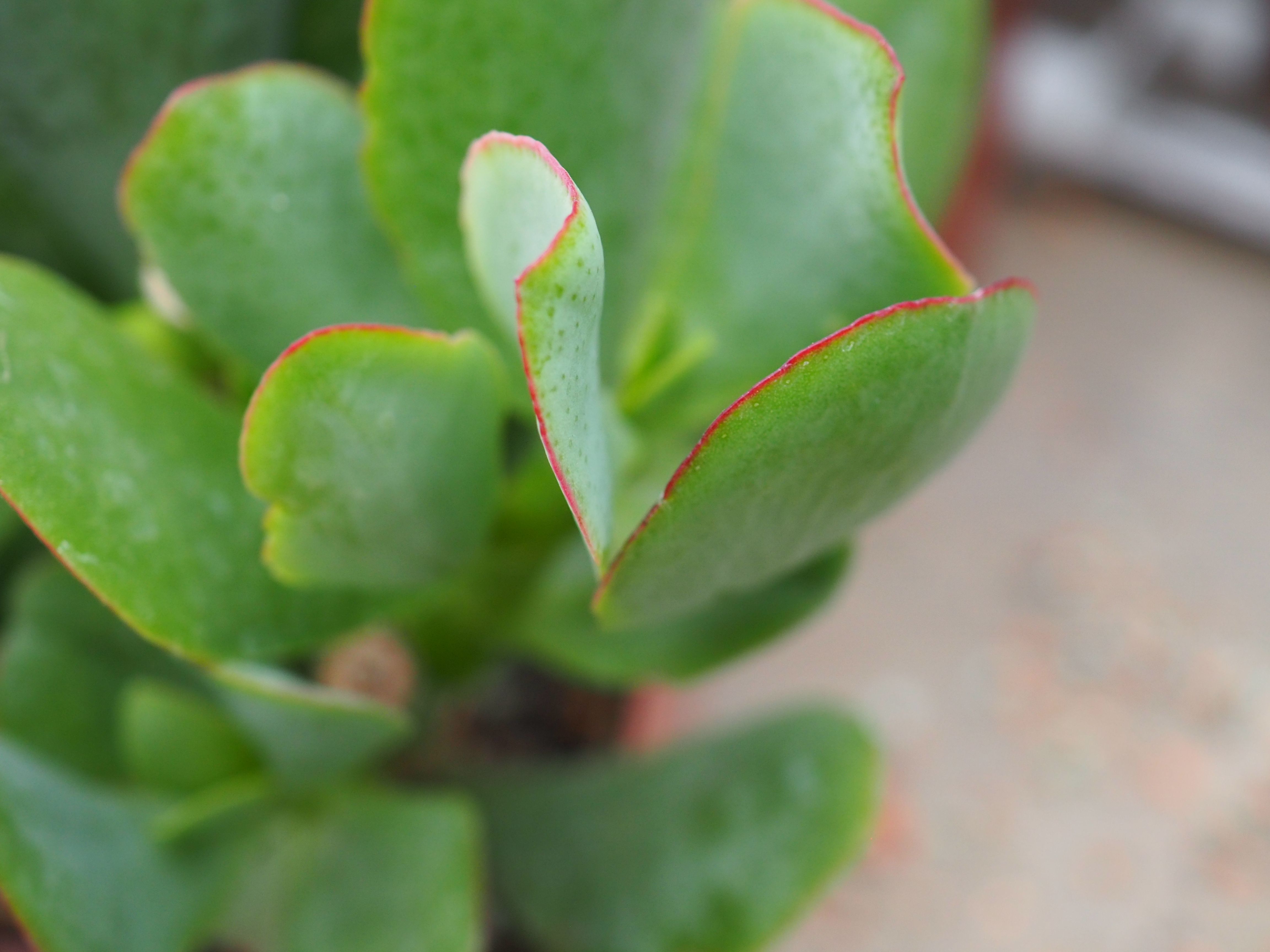 Крассула Арборесценс. Crassula arborescens 'undulatifolia' (Крассула, толстянка). Крассула древовидная ундулатифолия.