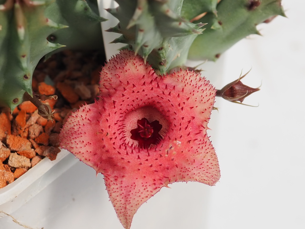 Huernia transvaalensis