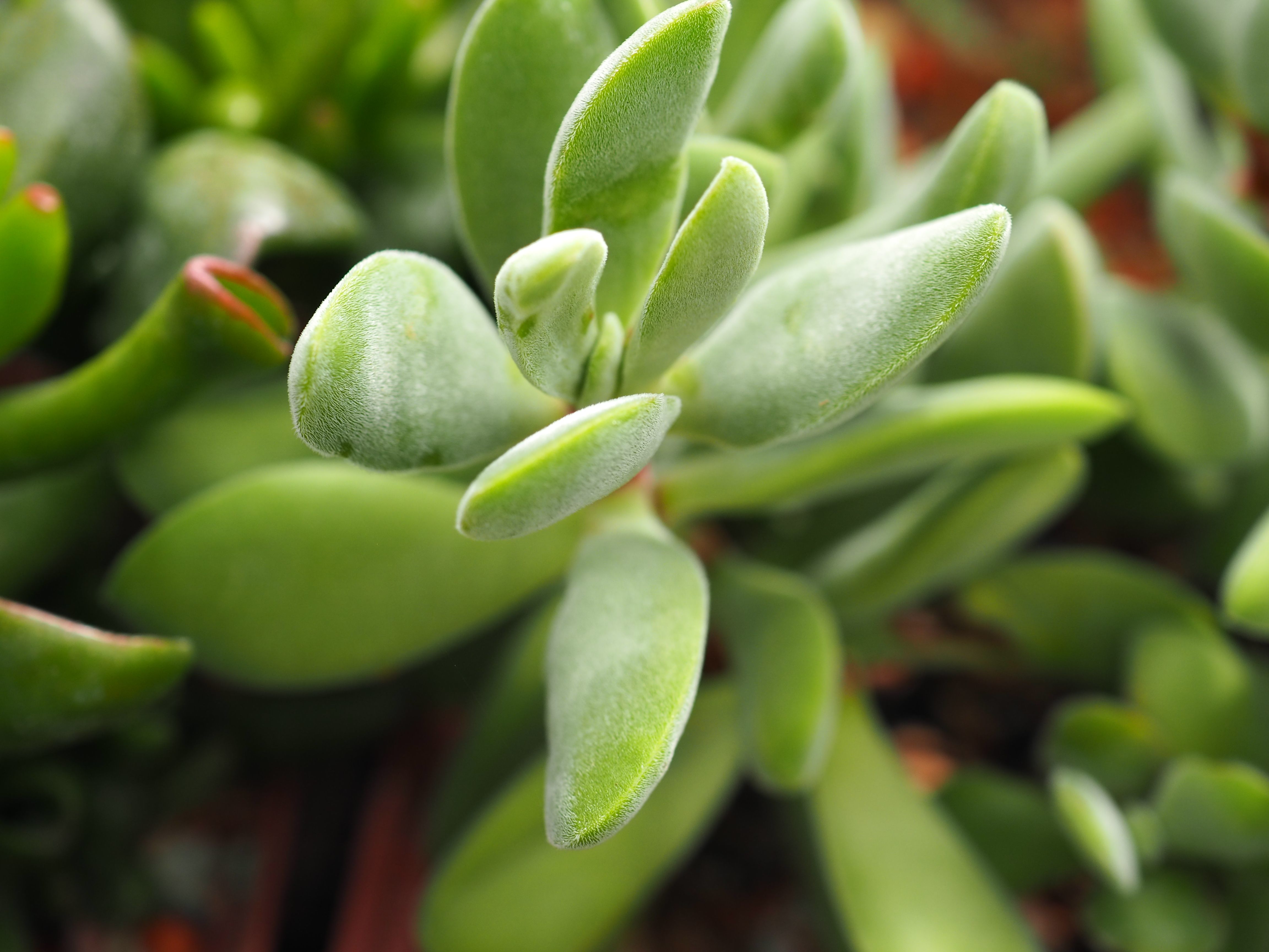 Crassula rogersii