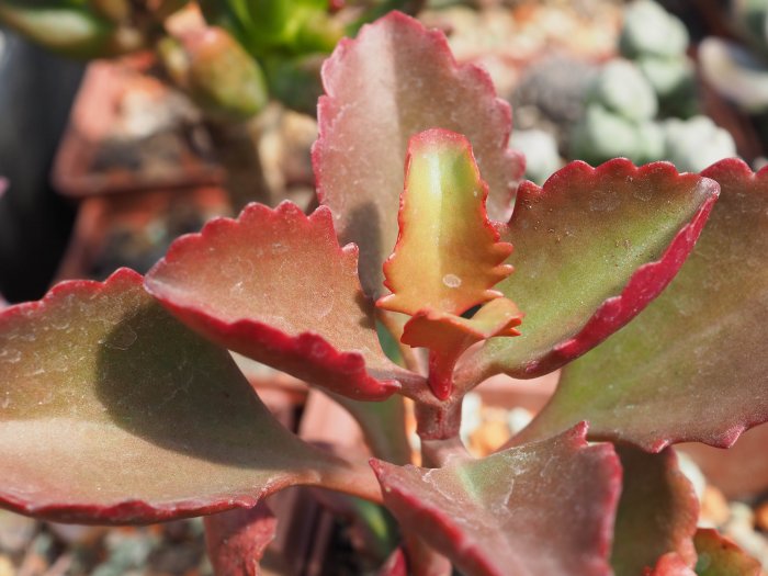 Kalanchoe cuidados interior o exterior