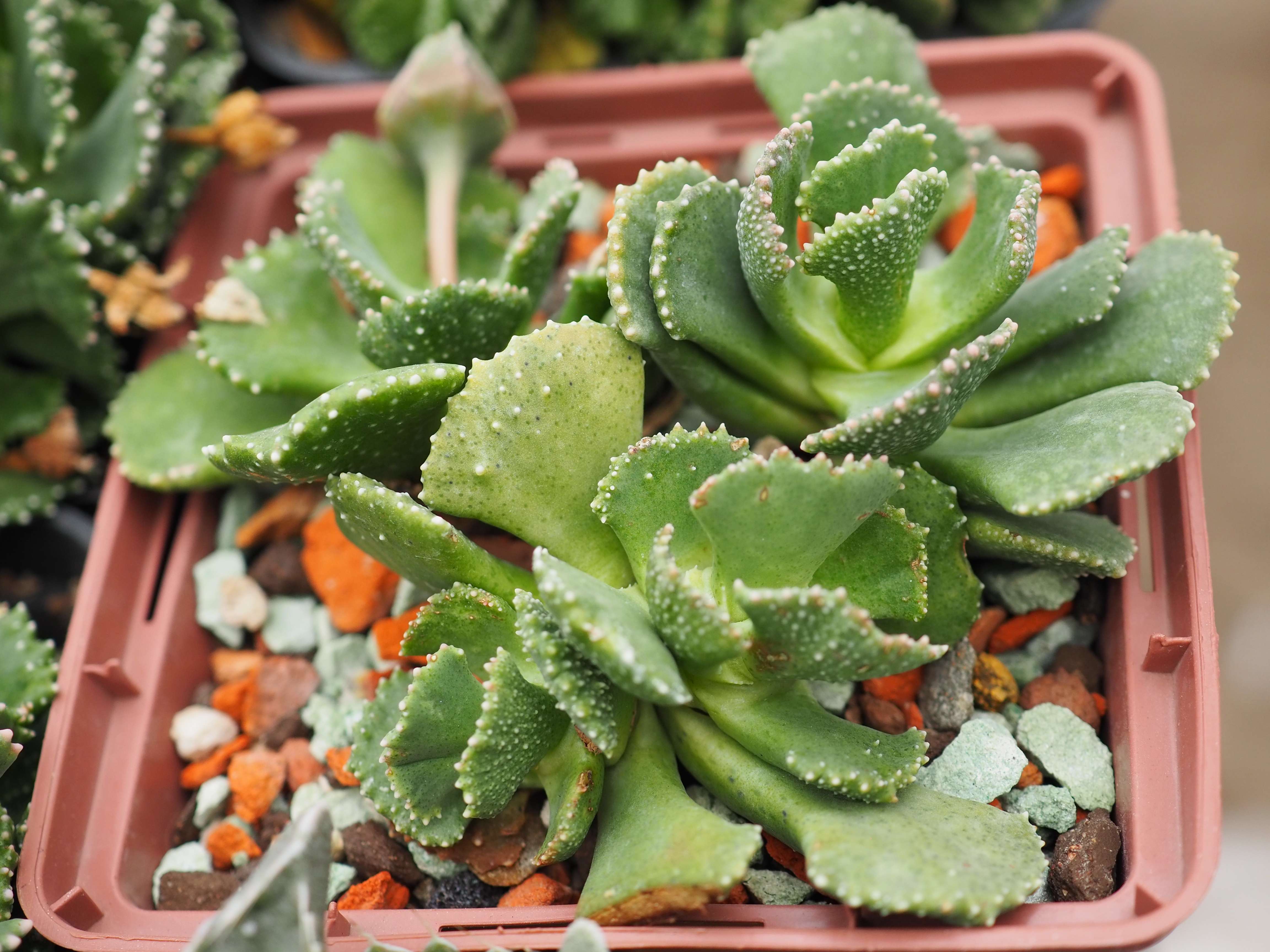 Aloinopsis luckhoffii фото