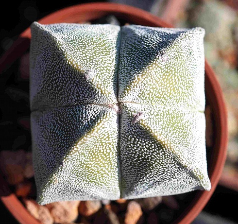 Astrophytum myriostigma quadricostatum, 5,5-6 см