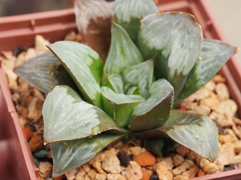 Хавортия гибрид AS-H-26 (Haworthia hybrid AS-H-26), 4-6 см