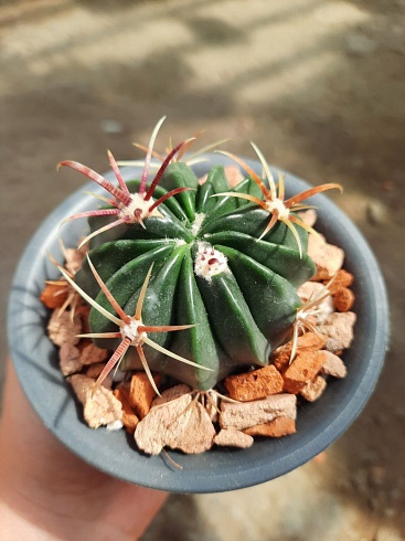 Ferocactus macrodiscus 5-6 см 