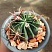 Ferocactus macrodiscus 5-6 см 