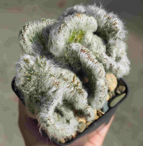 Austrocylindropuntia vestita f. cristata, 6-8 см куст