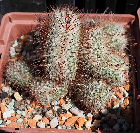 Mammillaria bombycina сrestata, 5-6 см черенок н/у