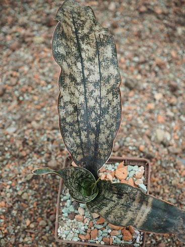 Сансевиерия Стар Каньон Ганит (Star Canyon Granite), 20-23 см