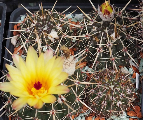 Notocactus submammulosus, 5-7 см