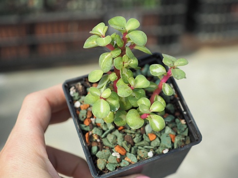 Портулакария афра медиопикта(Portulacaria afra mediopicta), 6-7 см