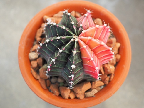  Gymnocalycium mihanovichii variegata, 6-8 см