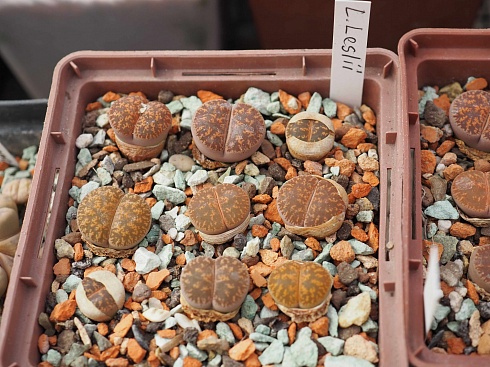 Литопс Лесли (Lithops Leslii), 1,5-2 см одно растение