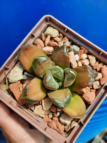 Haworthia white palace, 5,5-8 см