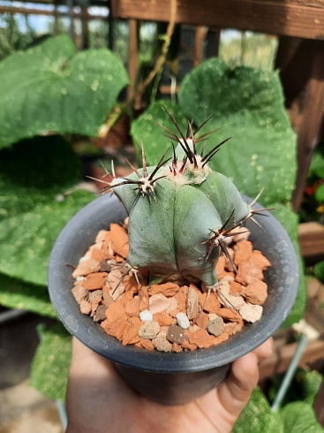 Echinocactus ingens 6-7см 