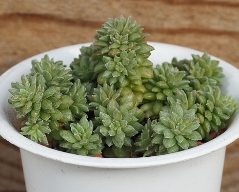 Кремноседум литл джем вариегатный (Cremnosedum little gem variegata), 2-2,5 см черенок н/у