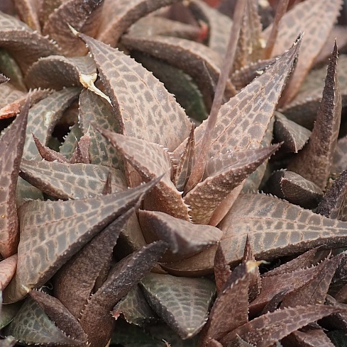 Хавортия тесселата (Haworthia tesselata), 4-6 см