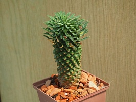 Euphorbia sotetsu kirin 8-9 см 