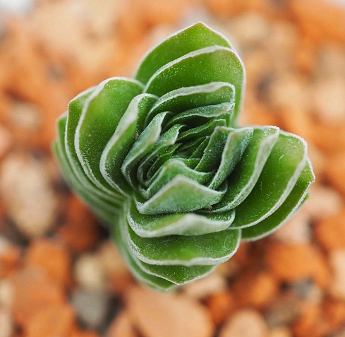 Крассула Храм Будды (Crassula cv. Buddha’s Temple), 4-5 см