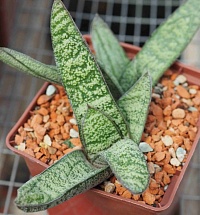 Гастерия Камина (Gasteria Kamina), 10-12 см