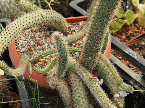 Cleistocactus samaipatanus, 5-7 см черенок н/у