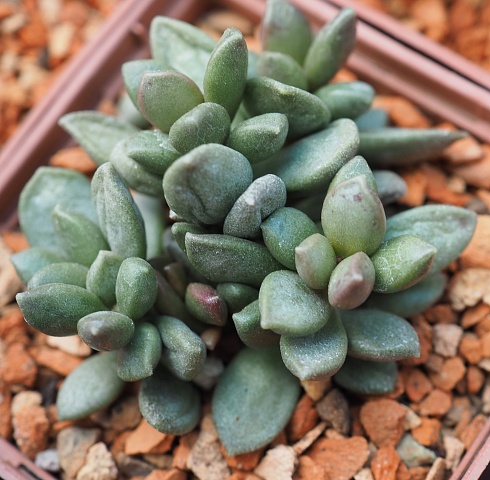 Адромисхус шулдианус Джуттэй (Adromischus schuldtianus subsp. Juttae), 4-6 см куст