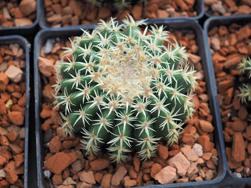 Echinocactus brevispina, 10-10.5 см