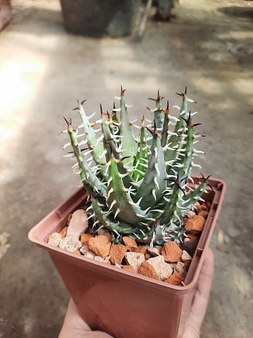 Aloe erinacea 8-9 см