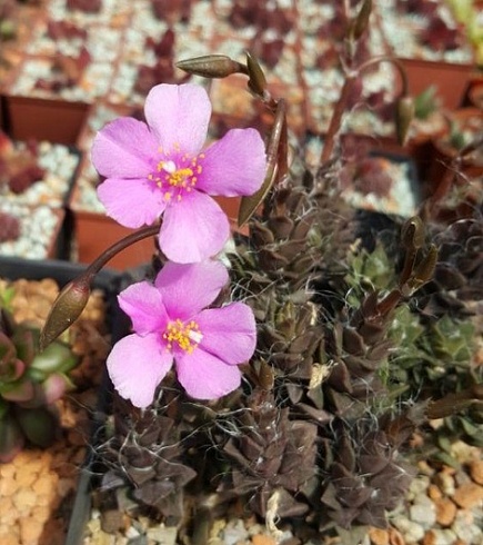 Анакампсерос рыжеватый (Anacampseros rufescens), 3-4 см