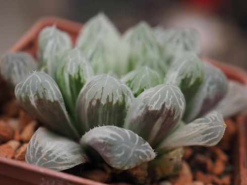 Хавортия купера Брайан Макин (Haworthia cooperi cv. Bryan Makin), 4-6 см