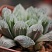 Хавортия купера Брайан Макин (Haworthia cooperi cv. Bryan Makin), 4-6 см