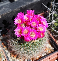 Mammillaria zeilmanniana, 4-5 см