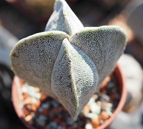 Astrophytum myriostigma quadricostatum, 5,5-6 см