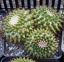 Mammillaria marksiana, 11-13 см куст