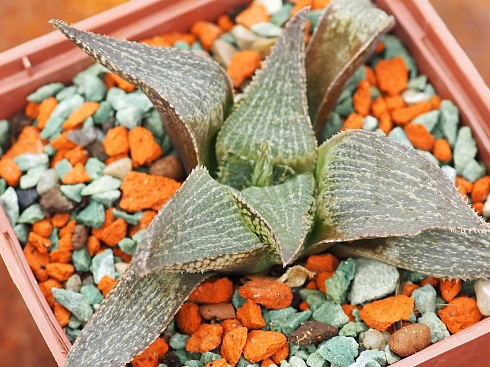 Хавортия эстерхезени GM 320 (Haworthia esterhuizenii GM 320), 6-7 см 