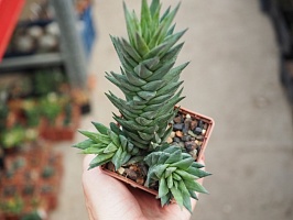 Хавортия глаука (Haworthia glauca), 10-12 см куст