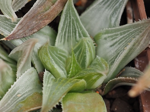 Хавортия цимбиформис Грэй Хост (Haworthia cymbiformis Grey Ghost), 8-10 см 