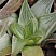 Хавортия цимбиформис Грэй Хост (Haworthia cymbiformis Grey Ghost), 8-10 см 