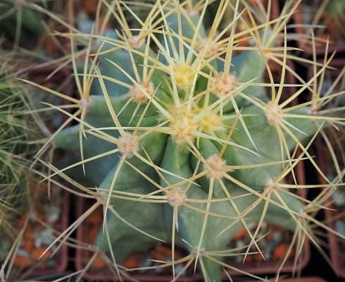 Ferocactus glaucescens, 10-12 см