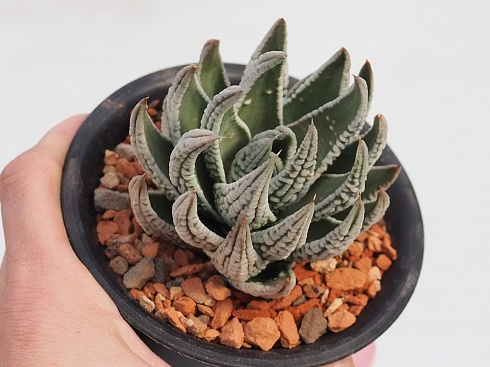 Хавортия пумила Эмперор (Haworthia pumila Emperor), 4-6 см