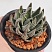 Хавортия пумила Эмперор (Haworthia pumila Emperor), 4-6 см