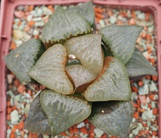 Хавортия атрофуска (Haworthia atrofusca), 8-9 см