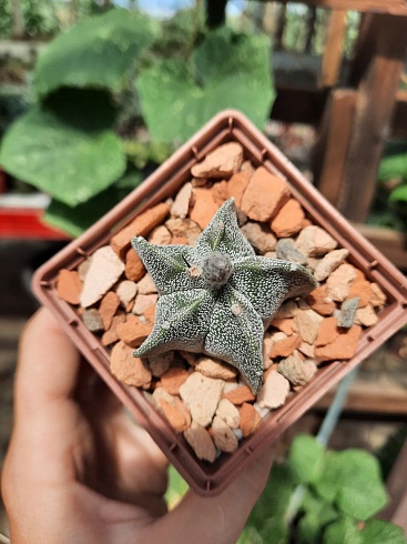 Astrophytum myriostigma 3,5-4,5 см 