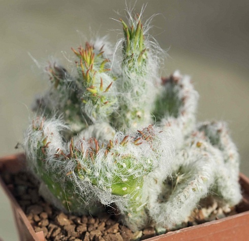 Austrocylindropuntia vestita f. cristata, 6-8 см куст