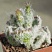 Austrocylindropuntia vestita f. cristata, 6-8 см куст