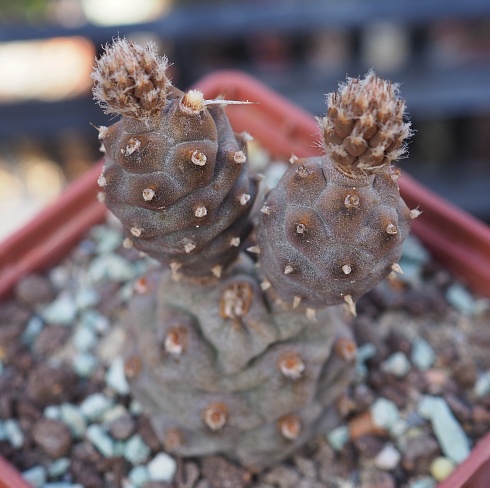 Tephrocactus articulatus subinermis, 8-10 см