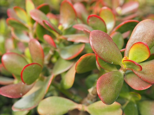 Крассула овата (Crassula ovata), 5-6 см черенок н/у